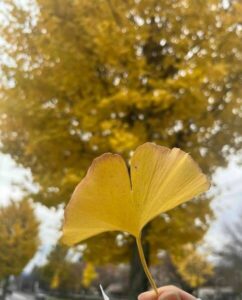 ミクロスブログ　イチョウ