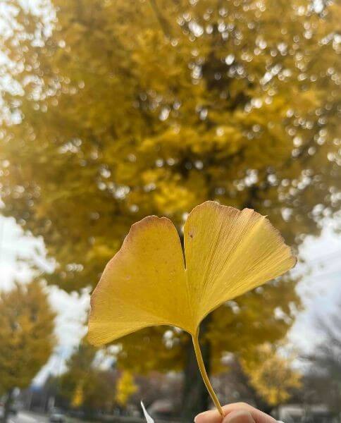 ミクロスブログ　イチョウ
